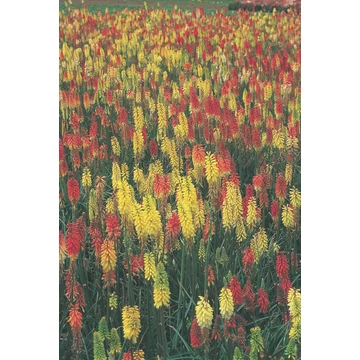 Fáklyaliliom - Kniphofia uvaria Grandiflor Mix