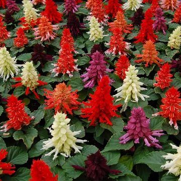 Paprikavirág - Salvia splendens Reddy Mix