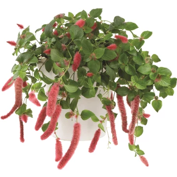 Szépcsalán - Acalypha pendula Firetail