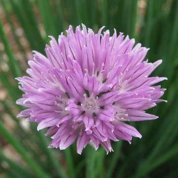 Metélőhagyma - Allium schoenoprasum
