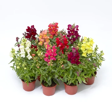 Oroszlánszáj (Tátika) - Antirrhinum majus Snaptini mix