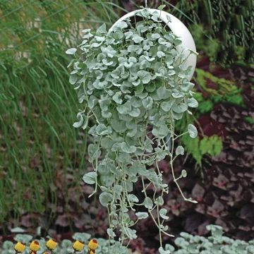 Ezüstös pázsitszulák - Dichondra Silver Falls