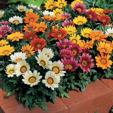 Záporvirág (Napvirág) - Gazania rigens Corazon Mix