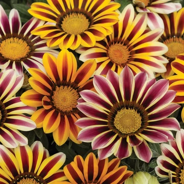 Záporvirág (Napvirág) - Gazania rigens Frosty Flame Mix