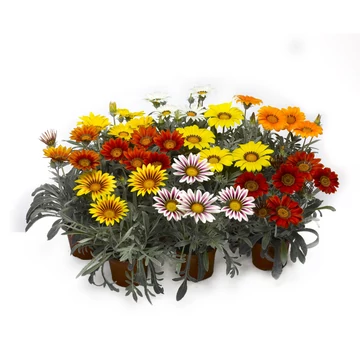 Záporvirág (Napvirág) - Gazania rigens Frosty Mix