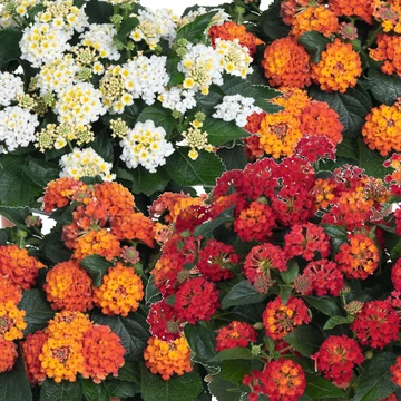 Sétányrózsa - Lantana Trinidad