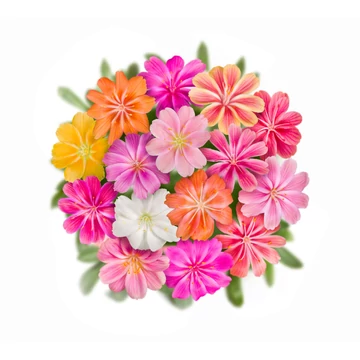 Dohánygyökér - Lewisia cotyledon Elise Mix 