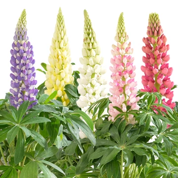 Csillagfürt - Lupinus polyphyllus EarlyPini Mix