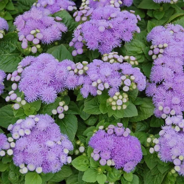 Bojtocska - ageratum houstonianum
