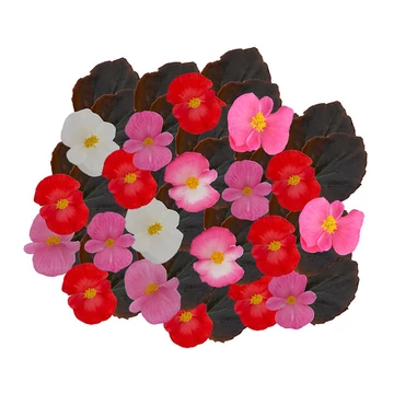 Szőlővirág (Kerti Begónia) - Begonia semperflorens Senator iQ