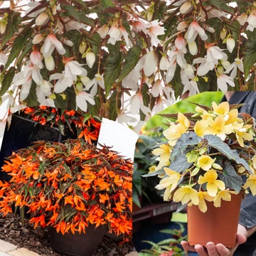 Csüngő Begónia - Begonia boliviensis
