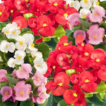 Szőlővirág (Kerti Begónia) - Begonia semperflorens Premium