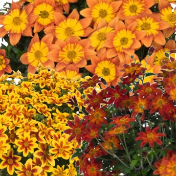 Balkon Aranya - Bidens Bidy Boom sorozat
