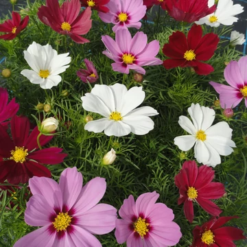 Kerti Pillangóvirág - Cosmos bippinatus Casanova