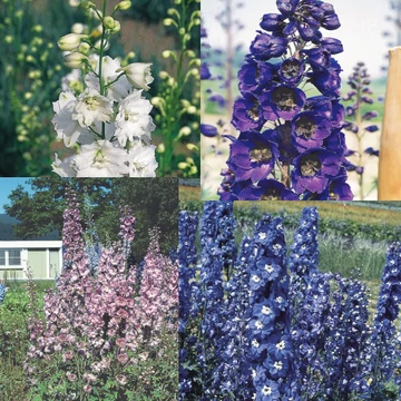 Szarkaláb - Delphinium Pacific