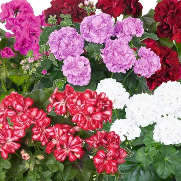 Futó Muskátli - Pelargonium P. GBoF