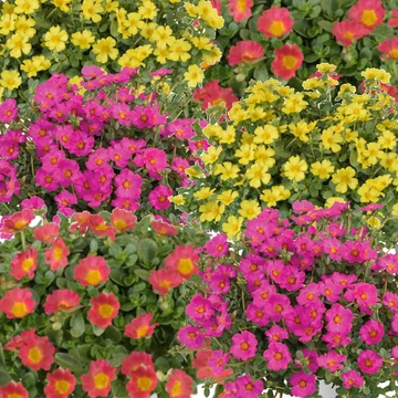 Porcsinrózsa - Portulaca Pazzaz Nano sorozat