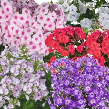 Bugás Lángvirág - Phlox Paniculata &quot;Flame&quot; sorozat