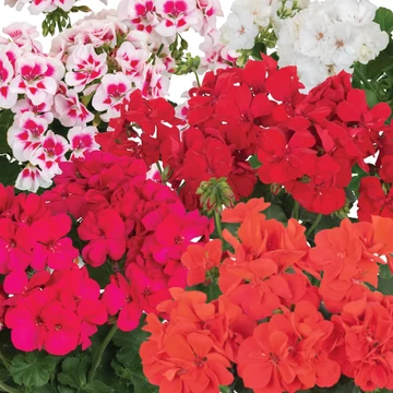 Álló Muskátli - Pelargonium Int. Santana
