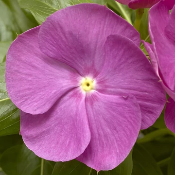 Lila