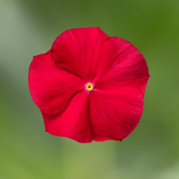 Piros