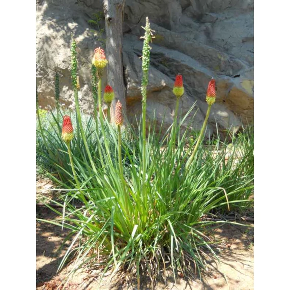 Fáklyaliliom - Kniphofia uvaria Grandiflor Mix