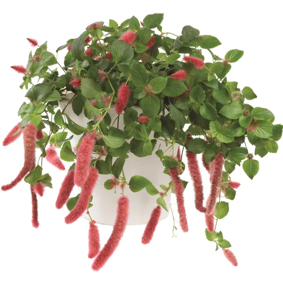 Szépcsalán - Acalypha pendula Firetail