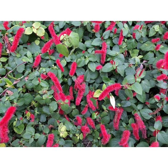 Szépcsalán - Acalypha pendula Firetail