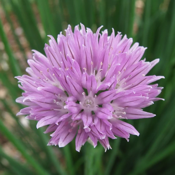 Metélőhagyma - Allium schoenoprasum