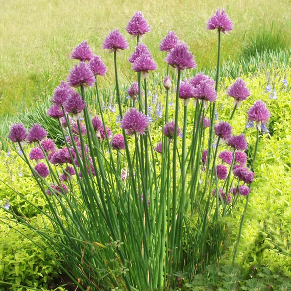 Metélőhagyma - Allium schoenoprasum