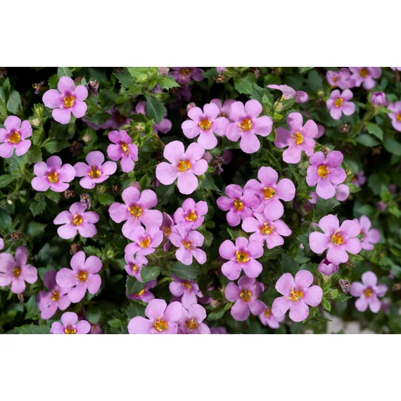 Bakopa - Bacopa Scopia Great Pink Beauty