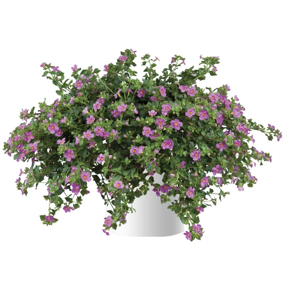 Bakopa - Bacopa Scopia Great Pink Beauty