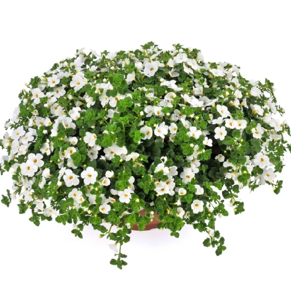 Bakopa - Bacopa Snowflake White