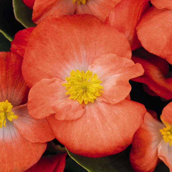 Szőlővirág (Kerti Begónia) - Begonia semperflorens Premium Orange