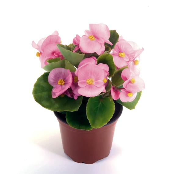 Szőlővirág (Kerti Begónia) - Begonia semperflorens Premium Pink