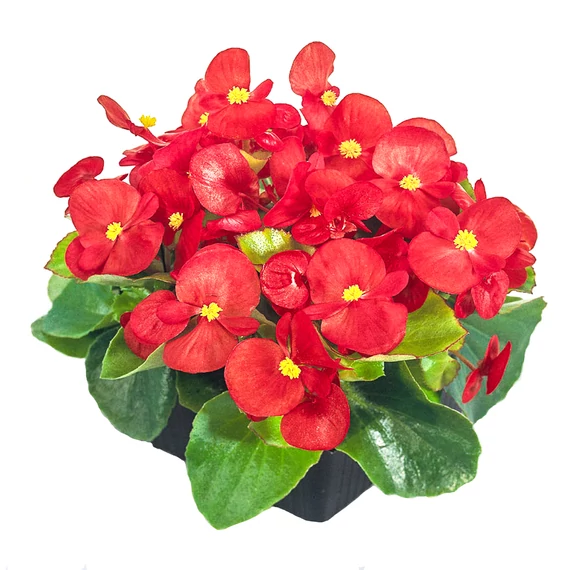 Szőlővirág (Kerti Begónia) - Begonia semperflorens Premium Red