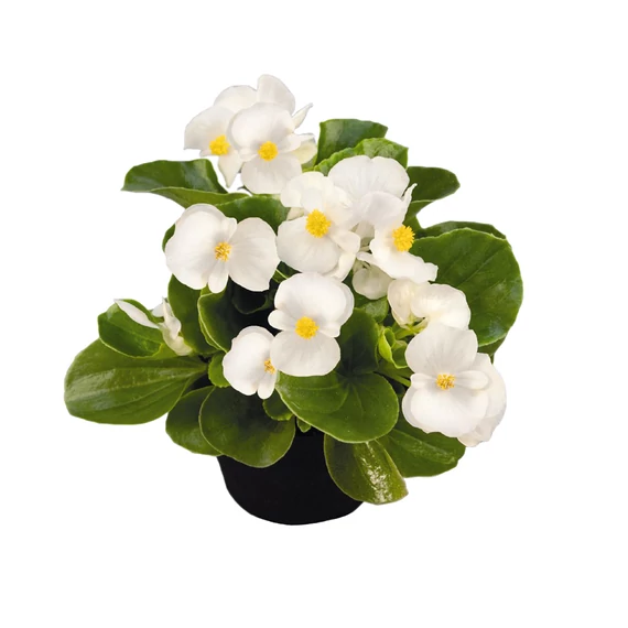 Szőlővirág (Kerti Begónia) - Begonia semperflorens Premium White