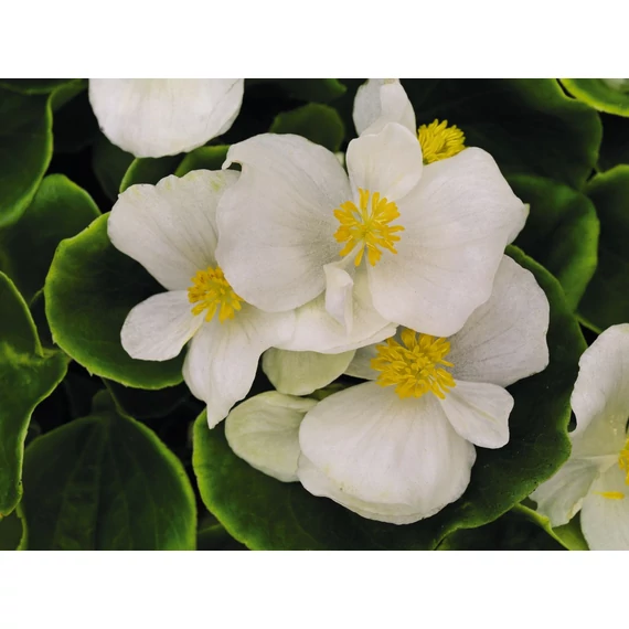 Szőlővirág (Kerti Begónia) - Begonia semperflorens Premium White