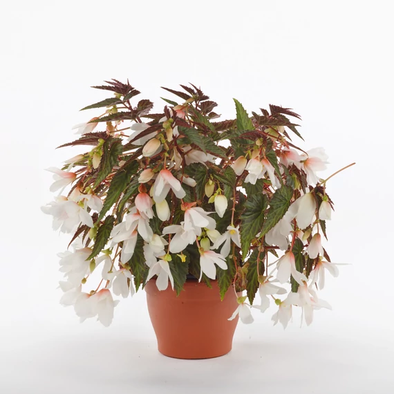 Csüngő Begónia - Begonia boliviensis Wendy White