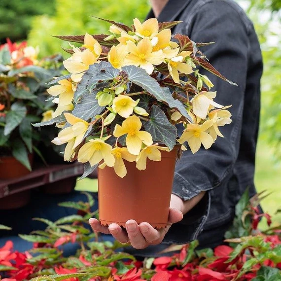 Csüngő Begónia - Begonia boliviensis Wendy Yellow