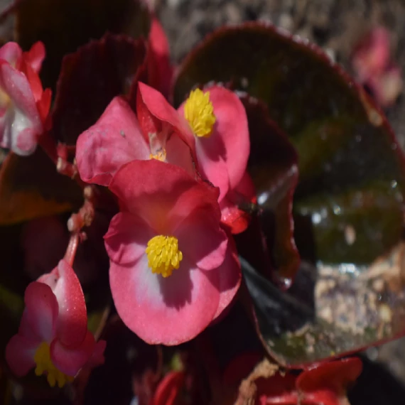 Szőlővirág (Kerti Begónia) - Begonia semperflorens Senator iQ Rose