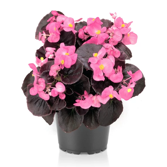Szőlővirág (Kerti Begónia) - Begonia semperflorens Senator iQ Rose