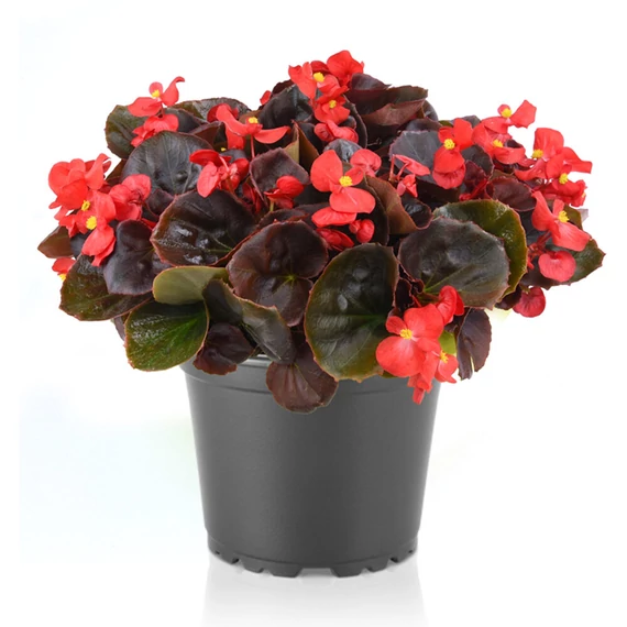 Szőlővirág (Kerti Begónia) - Begonia semperflorens Senator iQ Scarlet