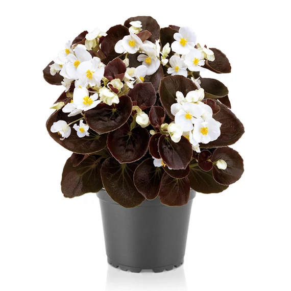 Szőlővirág (Kerti Begónia) - Begonia semperflorens Senator iQ White