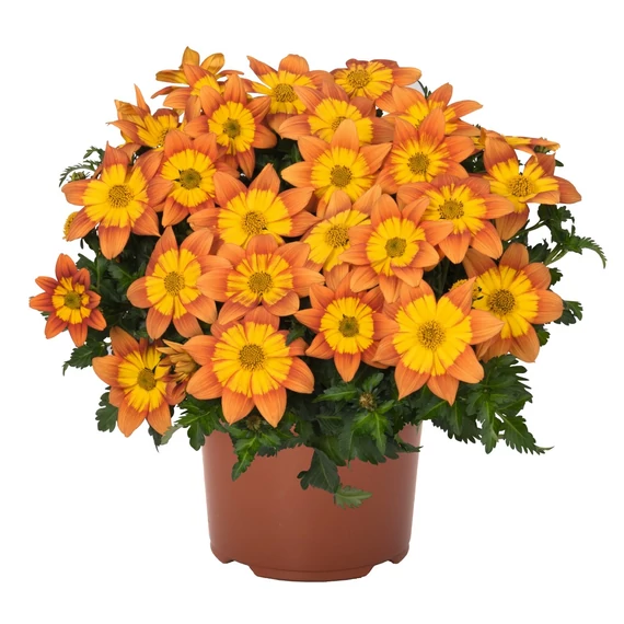 Balkon Aranya - Bidens Bidy Boom Fireside