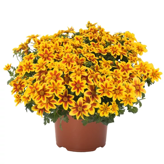 Balkon Aranya - Bidens Bidy Boom Red Eye