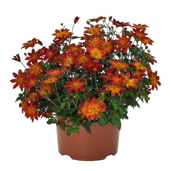 Balkon Aranya - Bidens Bidy Boom Red