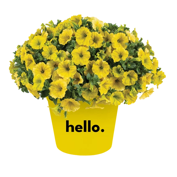 Futó Petúnia - Capella Hello Yellow