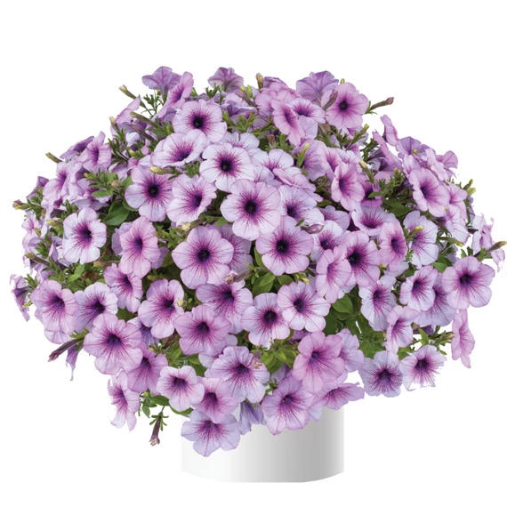 Futó Petúnia - Capella Purple Vein