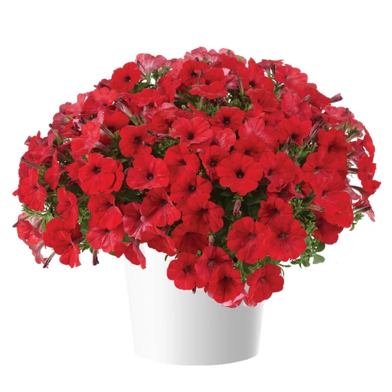 Futó Petúnia - Capella Ruby Red